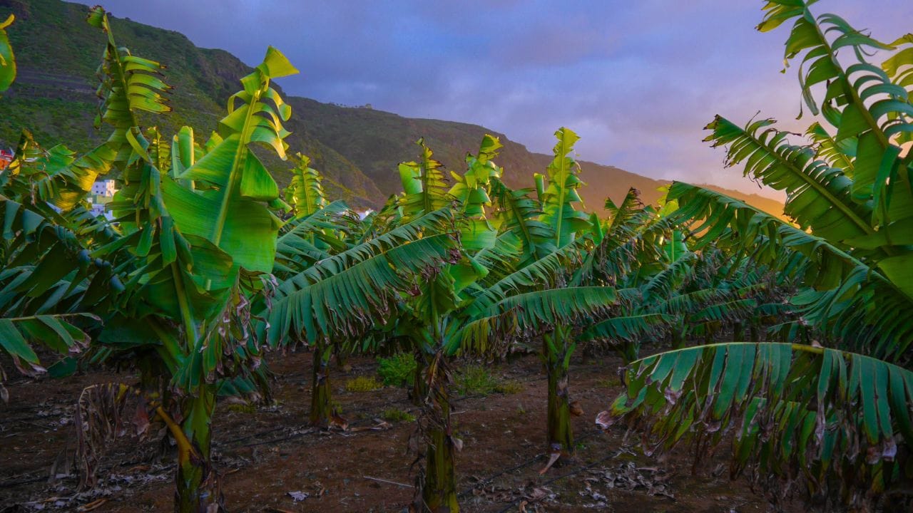 પૂજા વિધિના અંતે જો ભક્ત કેળાના છોડની પરિક્રમા કરીને ગુરુ ગ્રહનું સ્મરણ કરે, તો તેને વિશેષ શુભફળ પ્રાપ્ત થાય છે. માન્યતા એવી છે કે આ રીતે કરેલી ઉપાસનાથી ભક્ત પર ભગવાન બૃહસ્પતિની કૃપા તેમજ શ્રી વિષ્ણુના આશીર્વાદ બંને વરસે છે. (Credits: - Canva)
