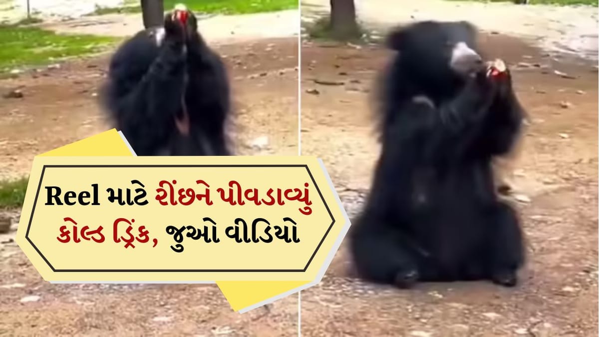 Viral Video: Reel બનાવવા માટે રીંછને કોલ્ડડ્રિંક પીવડાવ્યું, વન વિભાગે લીધા એક્શન