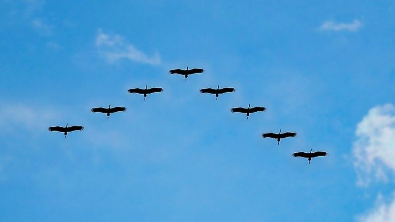 वी-आकार के कारण प्रत्येक पक्षी को अपने पड़ोसियों को देखने में आसानी होती है, जिससे वे रास्ता नहीं भटकते और टकराव से बच जाते हैं।