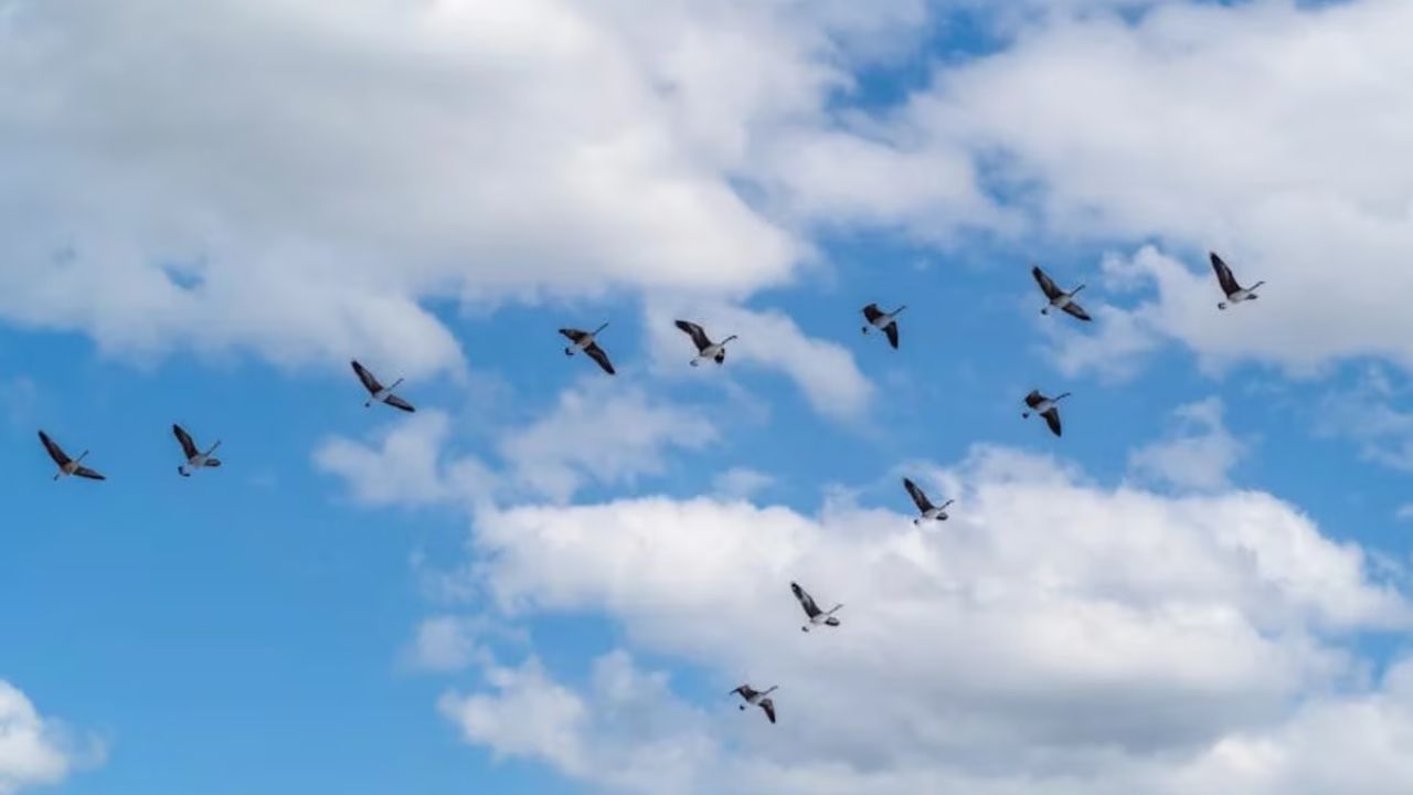 वी-आकार में उड़ने से ऊर्जा की लागत लगभग 50% कम हो जाती है। ऊर्जा संरक्षण की यह क्षमता उन्हें अकेले उड़ने वाले पक्षियों की तुलना में ज़्यादा लंबी दूरी तक उड़ने में मदद करती है।