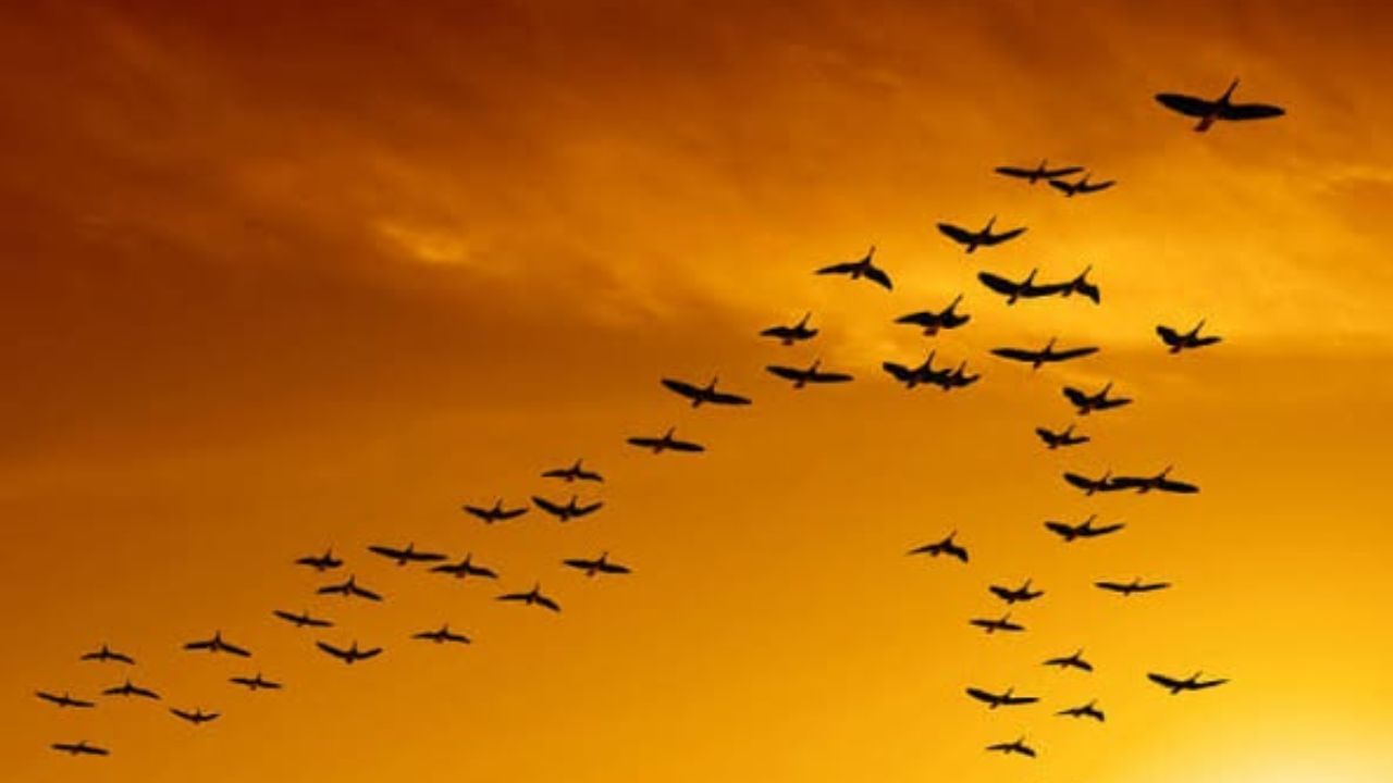 उनके पंख फड़फड़ाने से जो हवा निकलती है वह उनके पीछे फेंकी जाती है, जिससे उन्हें तेज गति से उड़ने में मदद मिलती है।