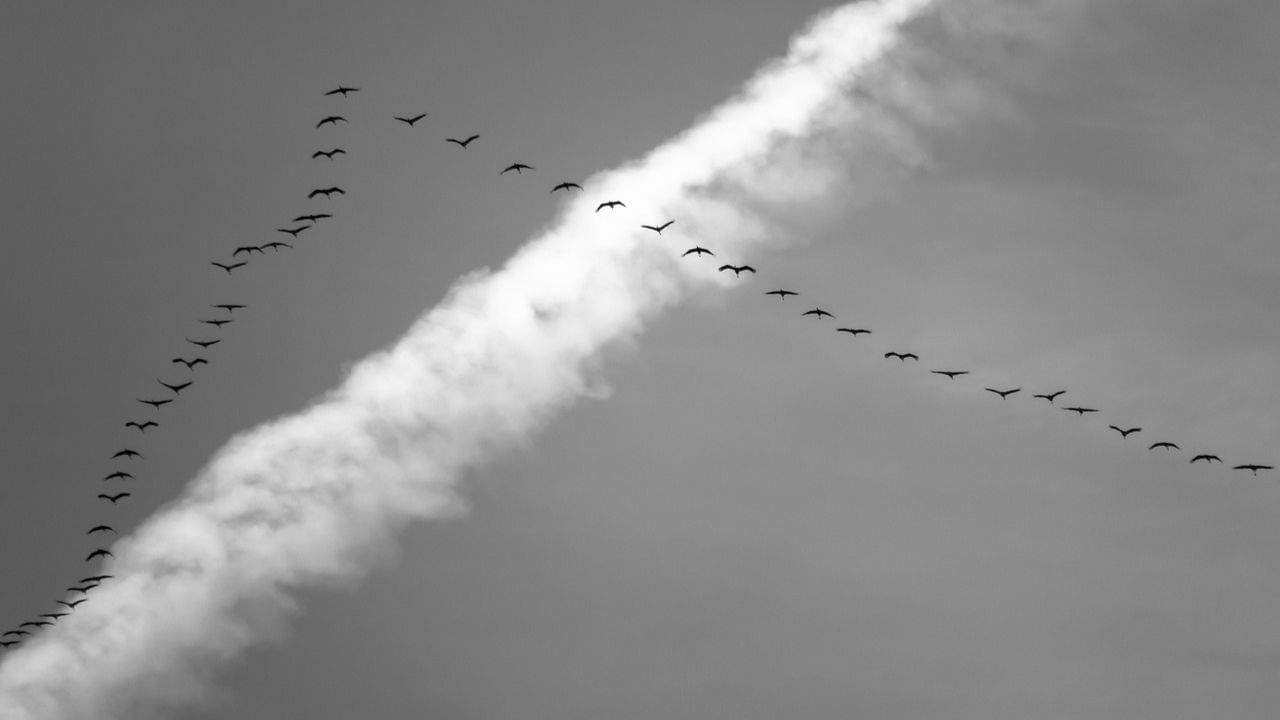 दरअसल, पक्षी ऊर्जा बचाने और लंबी दूरी तय करने के लिए वी-आकार में उड़ते हैं।