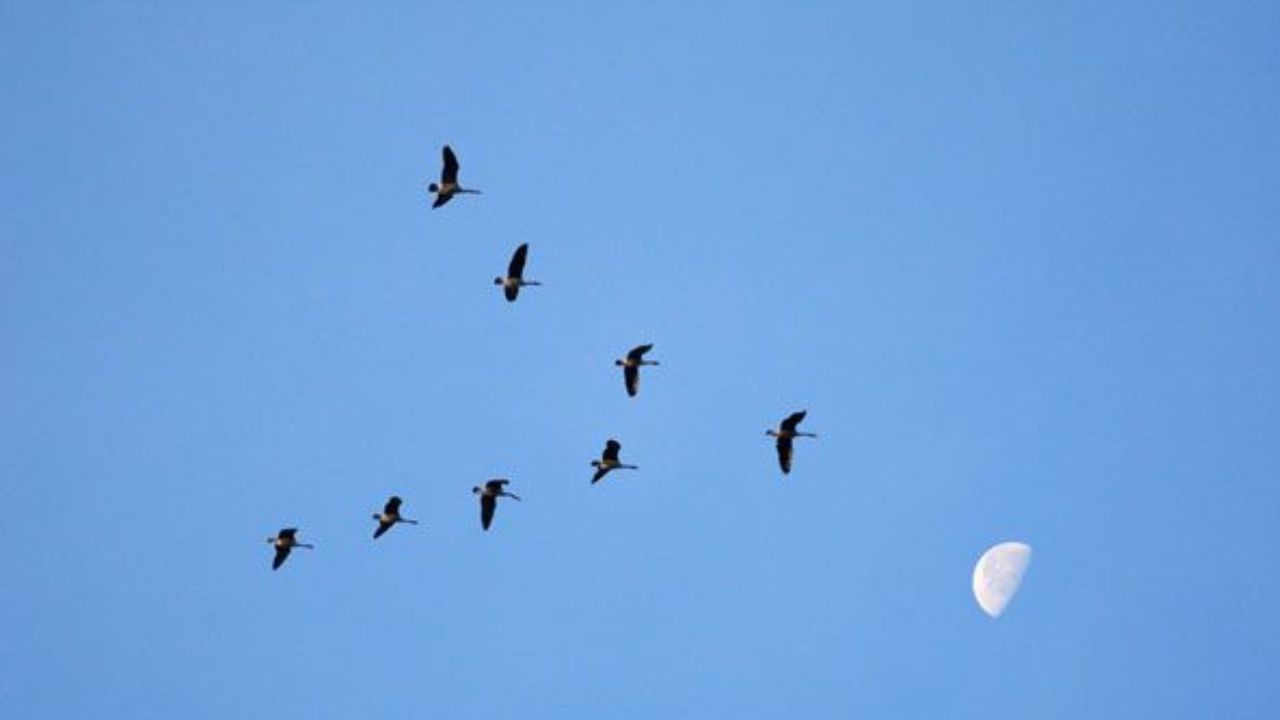 क्या आप जानते हैं कि पक्षियों के झुंड हमेशा V-आकार में ही क्यों उड़ते हैं? अगर नहीं जानते, तो हम आपको बताते हैं।