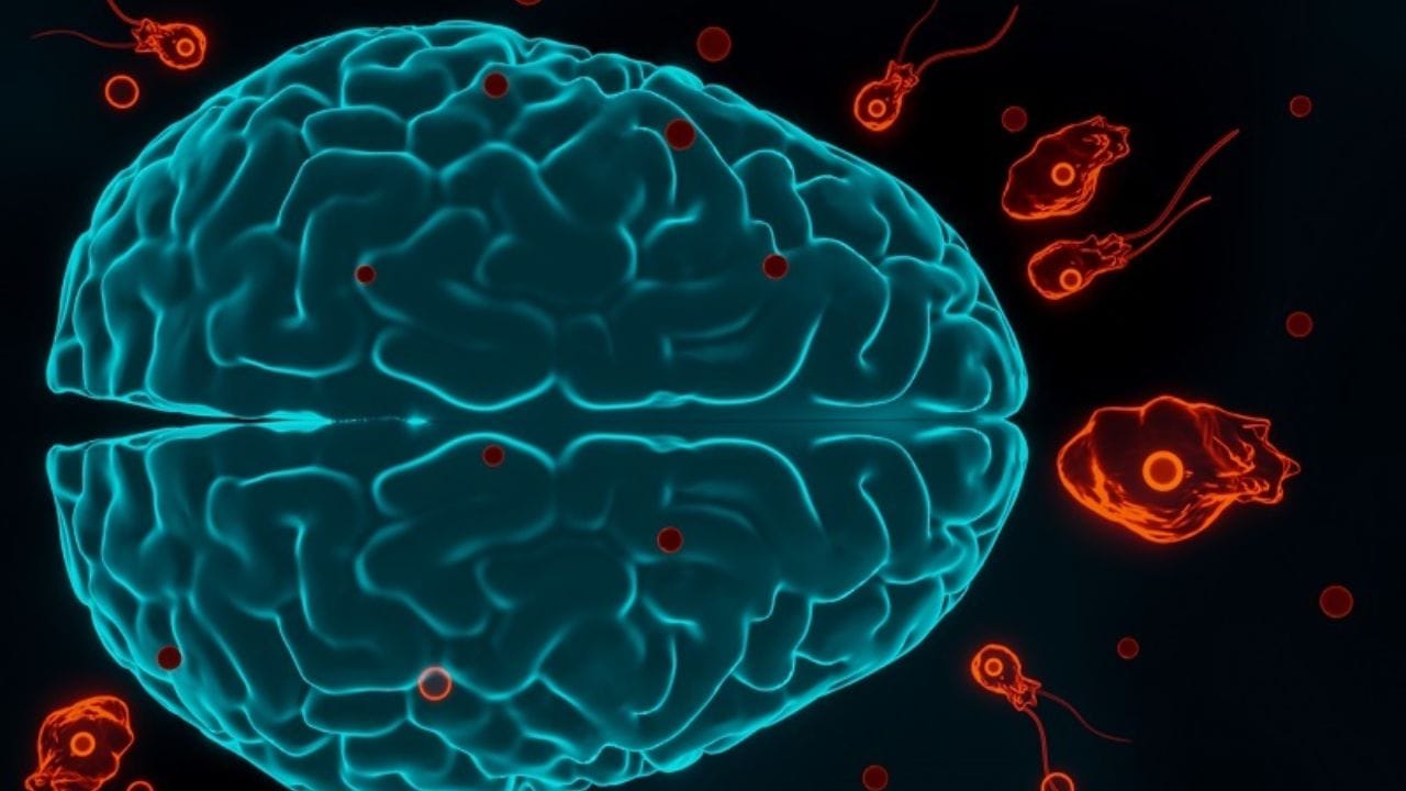 આ મગજ ખાનાર અમીબા કેવી રીતે ખીલે છે?: બેંગલુરુની સ્પર્શ હોસ્પિટલના ન્યુરોલોજીસ્ટ ડૉ. નીતિન કુમાર એન. એ એક મીડિયા ચેનલને જણાવ્યું, 'તાજેતરમાં મગજ ખાનાર અમીબા સંબંધિત જે કેસ સામે આવ્યા છે તે ખૂબ જ ગંભીર તબીબી સ્થિતિ છે અને તેમનો મૃત્યુદર ખૂબ જ ઊંચો છે. એટલે કે મોટાભાગના દર્દીઓ આ ચેપથી બચી શકતા નથી.
