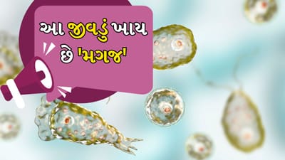 Brain eating amoeba: છેલ્લા કેટલાક સમયથી કેરળમાં ઘણા લોકો જીવંત સૂક્ષ્મજીવને કારણે સ્વાસ્થ્ય સમસ્યાઓનો સામનો કરી રહ્યા છે. આ સૂક્ષ્મજીવનું નામ નેગ્લેરિયા ફાઉલેરી છે, જેને બોલચાલમાં 'મગજ ખાનાર અમીબા' કહેવામાં આવે છે. 
