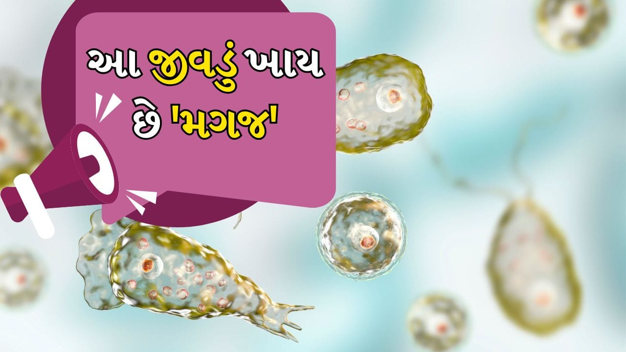 Brain eating amoeba: છેલ્લા કેટલાક સમયથી કેરળમાં ઘણા લોકો જીવંત સૂક્ષ્મજીવને કારણે સ્વાસ્થ્ય સમસ્યાઓનો સામનો કરી રહ્યા છે. આ સૂક્ષ્મજીવનું નામ નેગ્લેરિયા ફાઉલેરી છે, જેને બોલચાલમાં 'મગજ ખાનાર અમીબા' કહેવામાં આવે છે.