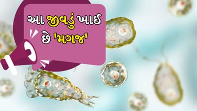Brain Eating Amoeba Rising Cases in Kerala How to Stay Safe
