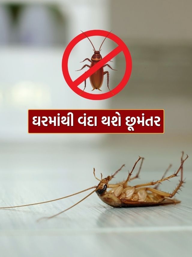 Cockroach : વંદાથી છુટકારો મેળવવાનો આયુર્વેદનો ચમત્કારી ઉપાય
