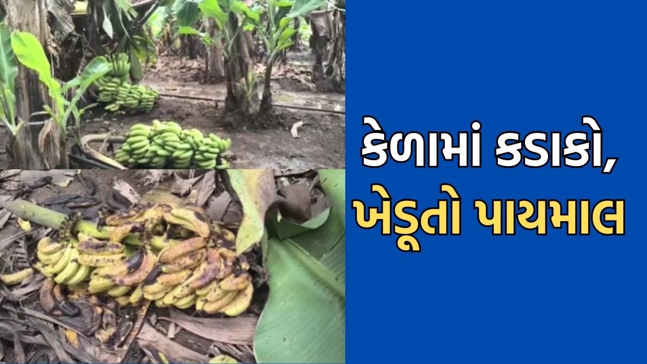 ભાવનગરમાં બાગાયતી ખેડૂતોને કેળના પાકમાં પારાવાર નુકસાની, ₹600 વેચાતા કેળાના માત્ર ₹60 થી ₹100 ભાવ મળતા સ્થિતિ કફોડી