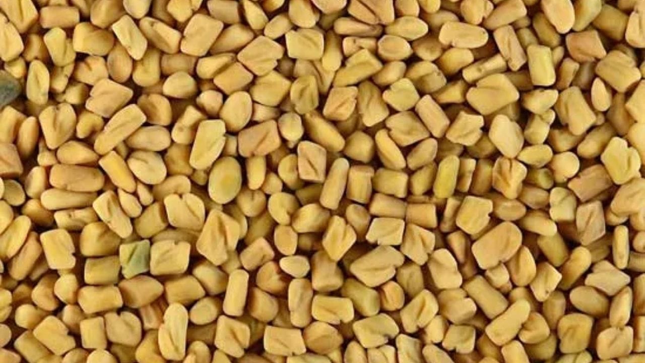 ડાયાબિટીસમાં ફાયદાકારક: પ્રોટીન અને ઘણા વિટામિન ઉપરાંત મેથીના દાણામાં ફાઇબર પણ હોય છે, તેથી તે ડાયાબિટીસના દર્દીઓ માટે ખૂબ ફાયદાકારક છે. તેમાં ઉચ્ચ ફાઇબરનું પ્રમાણ પાચનમાં મદદ કરે છે, પેટ ભરેલું રાખે છે અને સુગર લેવલને નિયંત્રિત કરવામાં મદદ કરે છે.
