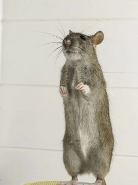 શું આ 'ગણેશ ચતુર્થી'માં તમે ઉંદર જોયો કે નહી?