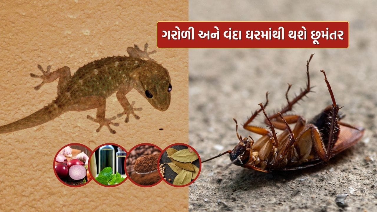 વરસાદની ઋતુમાં વંદો અને ગરોળીની સમસ્યા વધી જાય છે. ઘરની આસપાસ વંદો અને અન્ય જંતુઓ માટે અનુકૂળ વાતાવરણ બનાવે છે. તે બેડરૂમ, રસોડું, બાથરૂમ બધે જોવા મળે છે. તેઓ અનેક પ્રકારના રોગો ફેલાવે છે.