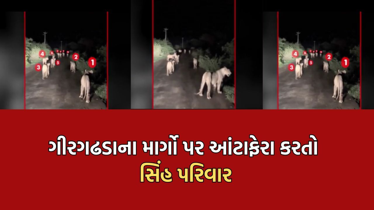 ગીરસોમનાથ: ગીર ગઢડાના હરમડીયા રોડ પર સિંહ પરિવારના આંટાફેરાનો જુઓ Video
