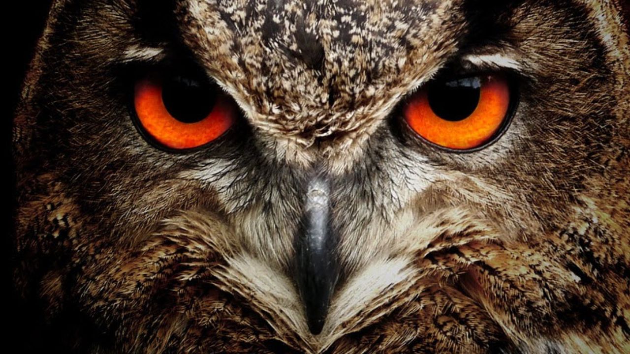 જ્યારે પ્રકાશ, જેમ કે ફ્લેશલાઇટ અથવા કારની હેડલાઇટ, પ્રાણીની આંખો પર પડે છે, ત્યારે આ પડ તે પ્રકાશને પાછું પ્રતિબિંબિત કરે છે. આ પ્રતિબિંબ એ છે જે આપણે પ્રાણીની આંખોમાં તેજ તરીકે જોઈએ છીએ.