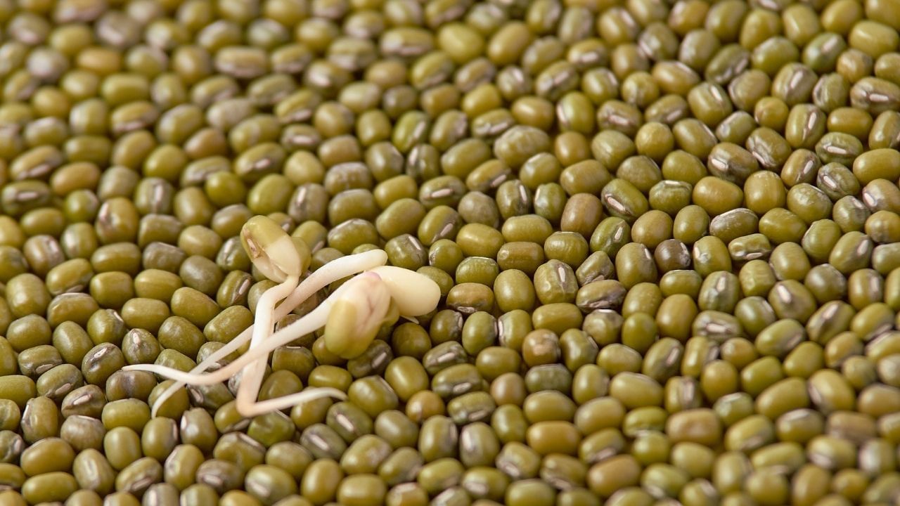 જોકે, ફાયદા મેળવવા માટે દાળ અને ફણગાવેલા કઠોળ બંને  યોગ્ય સમયે ખાવા ખૂબ જ મહત્વપૂર્ણ છે. ચાલો એક નિષ્ણાત પાસેથી મગ ખાવાના યોગ્ય સમય વિશે શીખીએ.