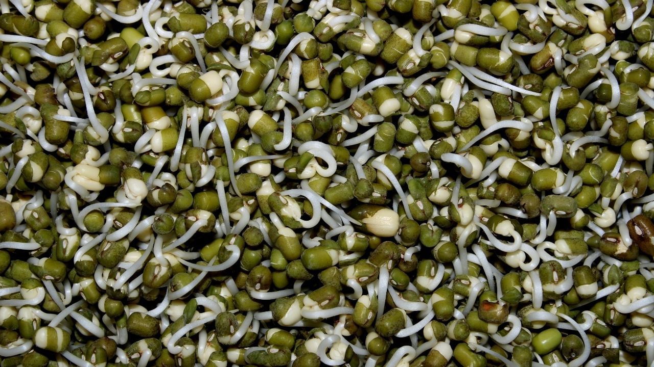 એપોલો સ્પેક્ટ્રા હોસ્પિટલના સિનિયર ડાયેટિશિયન ડૉ. અંજલિ તિવારી સમજાવે છે કે મગની દાળ હલકી અને પચવામાં સરળ હોય છે. તેથી, તેને તમારા સવાર કે બપોરના ભોજનમાં સામેલ કરવું શ્રેષ્ઠ છે.