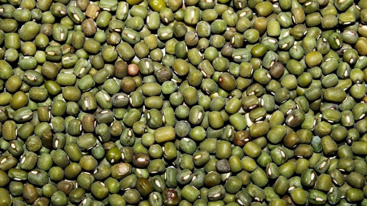 મગની દાળના ફણગાવેલા દાણા સવારથી સાંજ સુધી ગમે ત્યારે નાસ્તા તરીકે ખાઈ શકાય છે. ફક્ત ખાતરી કરો કે તમારું ભોજન ચૂકશો નહીં.