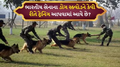 Indian Army Dogs Training: ભારતીય સેનાની તાકાત ફક્ત શસ્ત્રો અને સૈનિકો સુધી મર્યાદિત નથી, પરંતુ તેમાં ચાર પગવાળા સાથીઓ પણ શામેલ છે જે દરેક પરિસ્થિતિમાં પોતાની વફાદારી અને બહાદુરી સાબિત કરે છે. હા, અમે ભારતીય સેનાના ડોગ સ્ક્વોડ વિશે વાત કરી રહ્યા છીએ. આ કૂતરાઓ માત્ર સુરક્ષા માટે મહત્વપૂર્ણ નથી, પરંતુ આતંકવાદ વિરોધી કામગીરી, આપત્તિ રાહત કાર્ય અને સરહદ દેખરેખ જેવા ઘણા મહત્વપૂર્ણ મોરચે પણ મહત્વપૂર્ણ ભૂમિકા ભજવે છે.