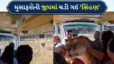 પ્રવાસીઓથી ભરેલા વાહનમાં અચાનક સિંહણ ઘૂસી ગઈ, પછી શું થયું તેના પર તમને વિશ્વાસ નહીં આવે