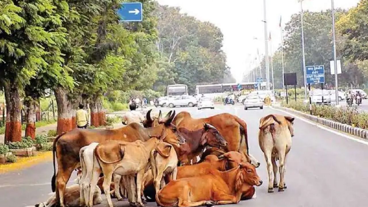 Navsari : પાંજરાપોળમાં જગ્યાના અભાવે રખડતા ઢોરનો ત્રાસ વધ્યો, જુઓ Video