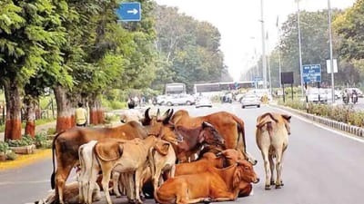 Navsari : પાંજરાપોળમાં જગ્યાના અભાવે રખડતા ઢોરનો ત્રાસ વધ્યો, જુઓ Video Navsari : પાંજરાપોળમાં જગ્યાના અભાવે રખડતા ઢોરનો ત્રાસ વધ્યો, જુઓ Video