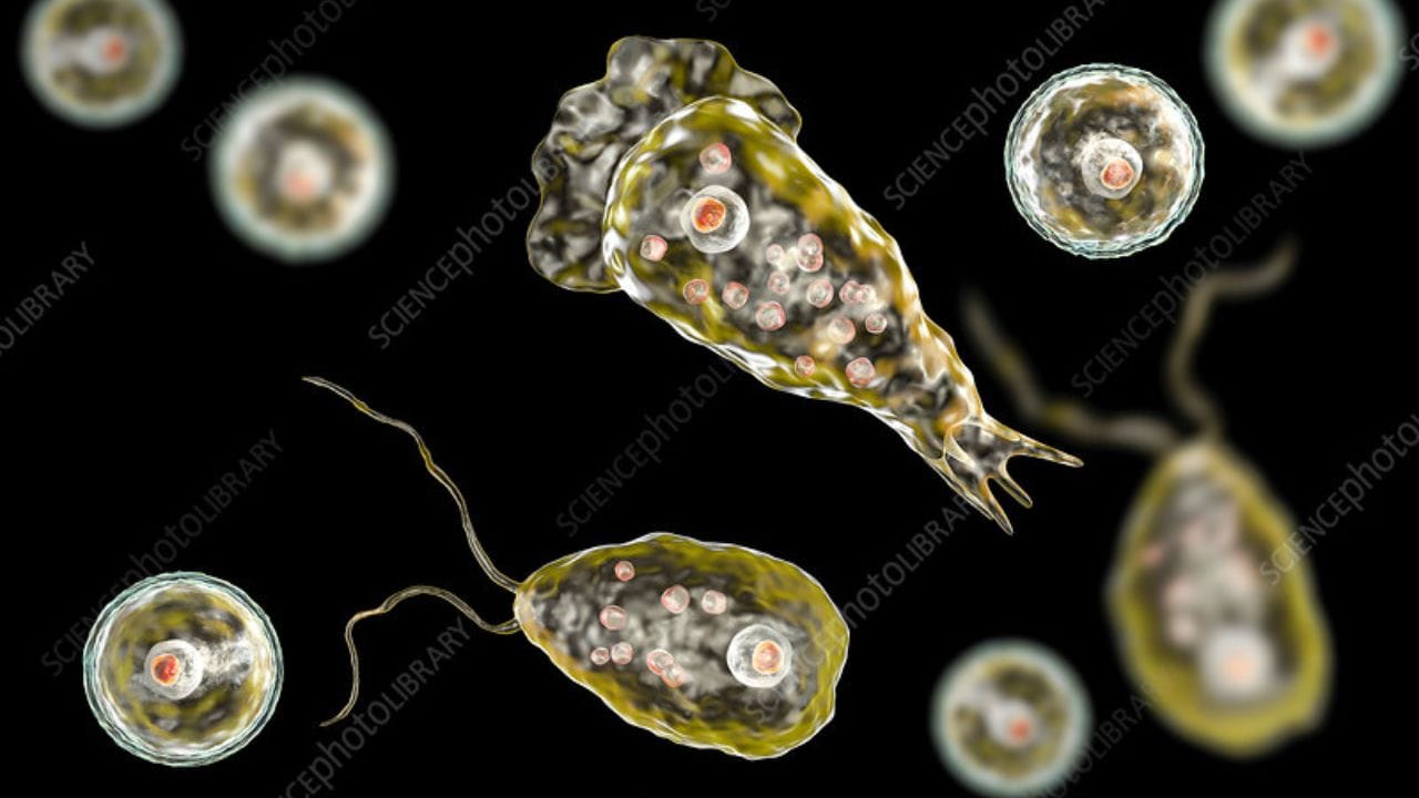 'સ્વિમિંગ પુલ પ્રમાણમાં સલામત છે. કારણ કે તેમાં ક્લોરિન અને અન્ય જંતુનાશકો ઉમેરવામાં આવે છે જે બેક્ટેરિયા, ફૂગ અથવા સુક્ષ્મસજીવોને મારી નાખે છે. પરંતુ તળાવો, તળાવો અથવા ખુલ્લા પાણીમાં આવું નથી. આવા બેક્ટેરિયા ક્યારે અને ક્યાં હાજર હોઈ શકે છે તે આગાહી કરવી મુશ્કેલ છે.'
