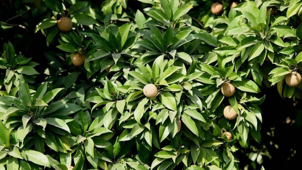 Navsari : ખેડૂતોને પડતા પર પાટું જેવી સ્થિતિ ! ભારે વરસાદના કારણે ચીકુની આવકમાં ઘટાડો, જુઓ Video