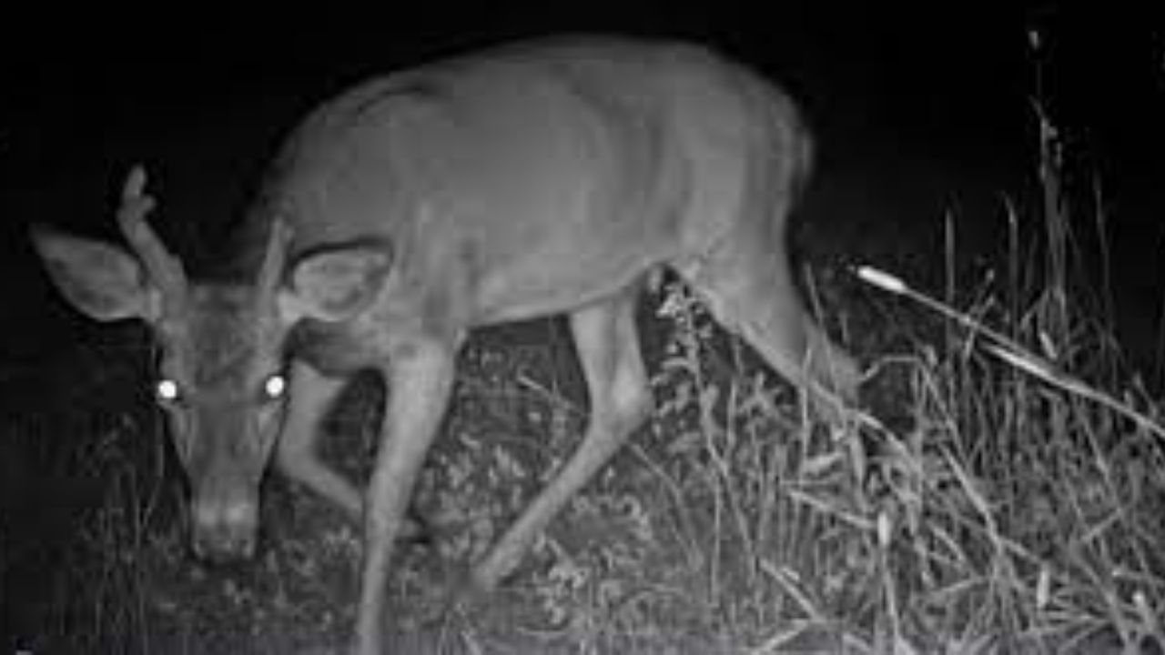 કયા પ્રાણીઓની આંખોમાં આ ચમક હોય છે?: ટેપેટમ લ્યુસિડમ એવા પ્રાણીઓમાં જોવા મળે છે જે નિશાચર પ્રાણીઓ છે અથવા સાંજના સમયે એક્ટિવ છે. આ પ્રાણીઓમાં બિલાડી અને કૂતરા, હરણ, રેકૂન, મગર, રીંછ, શિયાળ, ચામાચીડિયા વગેરેનો સમાવેશ થાય છે.