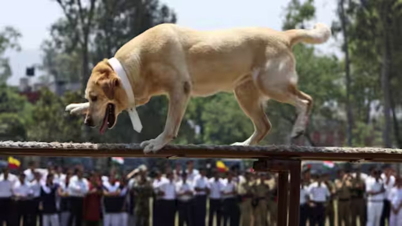 નિવૃત્તિ પછી, તેમને ખાસ દત્તક પ્રક્રિયા હેઠળ નાગરિક પરિવારો અથવા પોલીસ વિભાગને સોંપવામાં આવે છે. ભારતીય સેનાની ડોગ સ્ક્વોડ ફક્ત મદદગાર નથી, પરંતુ એક વાસ્તવિક સૈનિક છે.