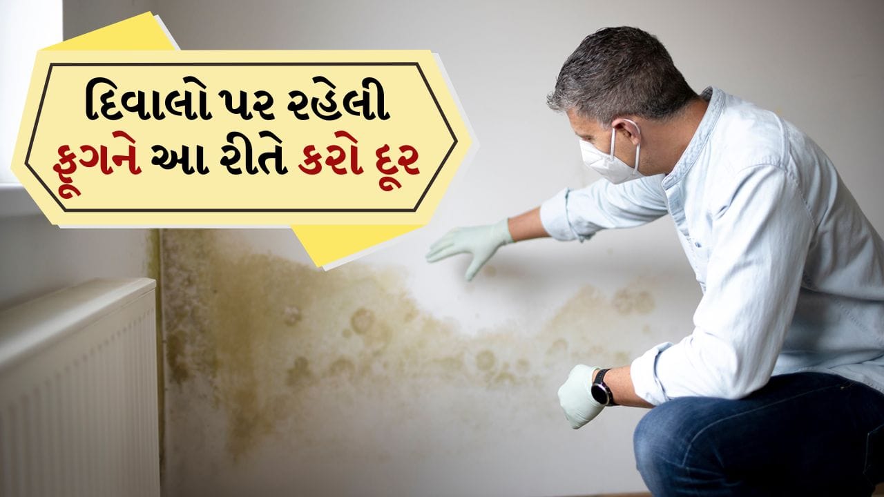 લીંબુ અને બેકિંગ સોડા: લીંબુ અને બેકિંગ સોડાનું મિશ્રણ ફૂગ દૂર કરવા માટે ખૂબ અસરકારક માનવામાં આવે છે. લીંબુની ખાટાપણું અને બેકિંગ સોડાની સફાઈ શક્તિ દિવાલોમાંથી ફૂગ સરળતાથી દૂર કરે છે.
