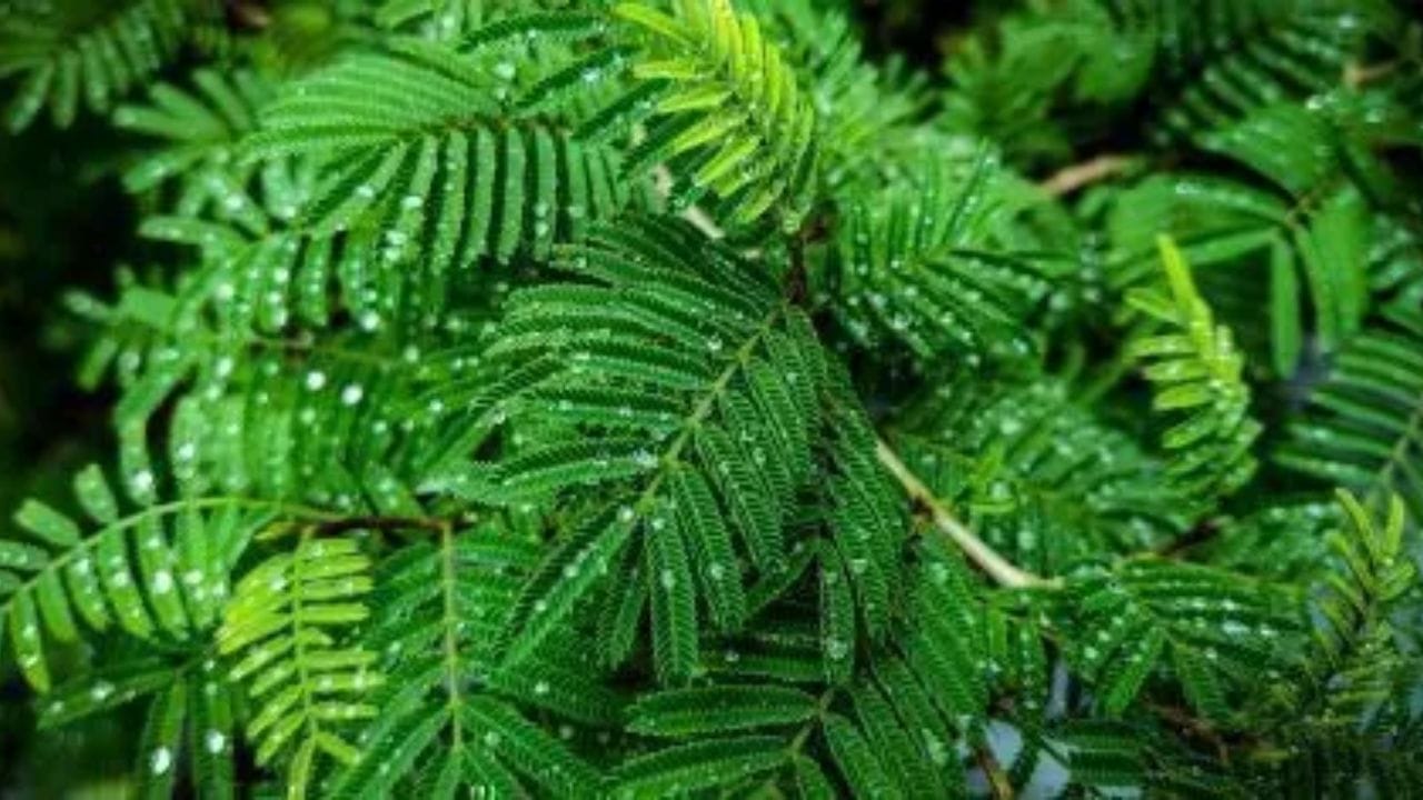 ઘરમાં શમીનું વૃક્ષ લગાવવાને બદલે, તમે તેને શનિ મંદિરમાં લગાવી શકો છો. શનિવારે શનિ મંદિરમાં વાવેલા શમી વૃક્ષની પૂજા કરી શકો છો કે કોઈ મંદિરની આસપાસ આ છોડ લગાવી શકો છો.