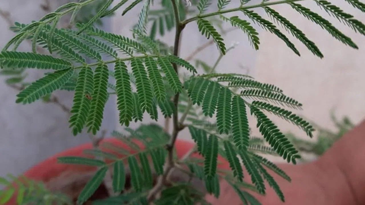 ઘરના ઉત્તર-પૂર્વ અથવા દક્ષિણ-પૂર્વ ખૂણામાં શમીનું વૃક્ષ લગાવવાથી પરિવારના સભ્યોનું સ્વાસ્થ્ય ખરાબ થઈ શકે છે. આનાથી તેમના સ્વાસ્થ્ય પર નકારાત્મક અસર પડી શકે છે. આનાથી સંપત્તિ પ્રાપ્ત કરવામાં અવરોધો, સંઘર્ષો અને તણાવ આવી શકે છે.