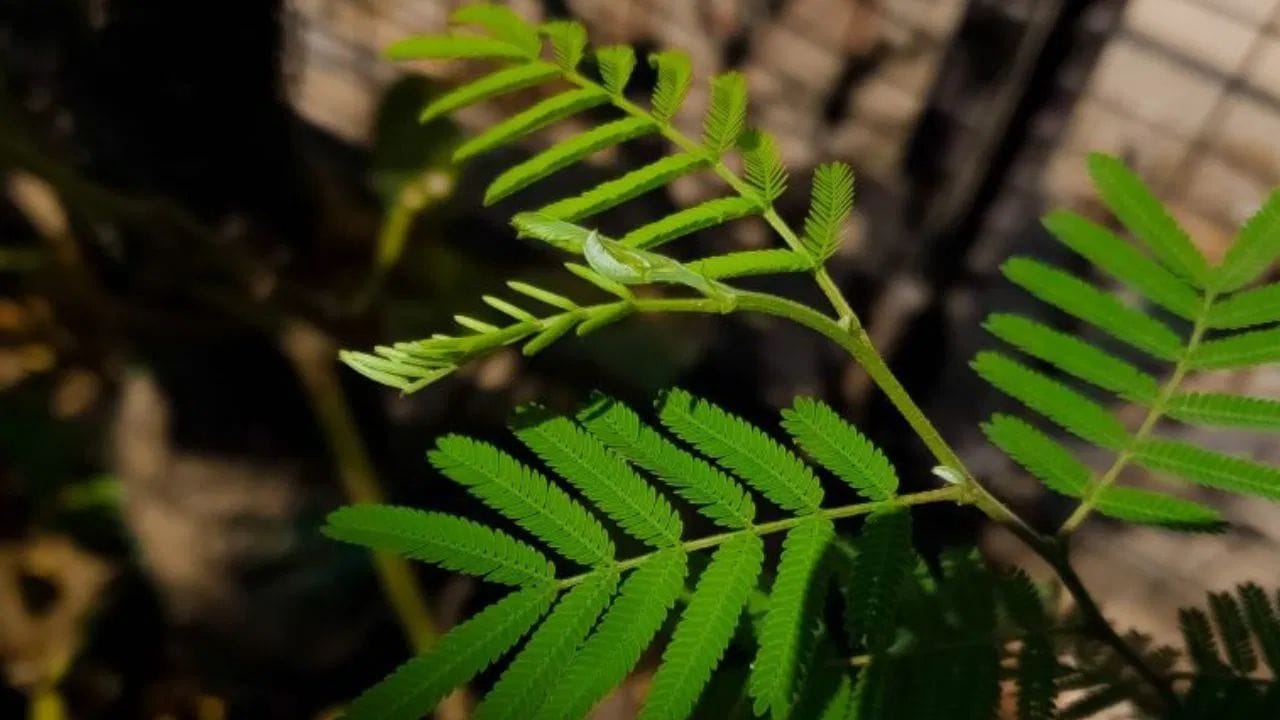 શમીના છોડને શનિદેવનું પ્રિય પણ  માનવામાં આવે છે. ઘરમાં શમીનો  છોડ લગાવવાથી તમારા ઘરમાં શનિનો પ્રવેશ થાય છે, જે તમારા જીવનમાં ઉથલ-પાથલ લાવી શકે છે.