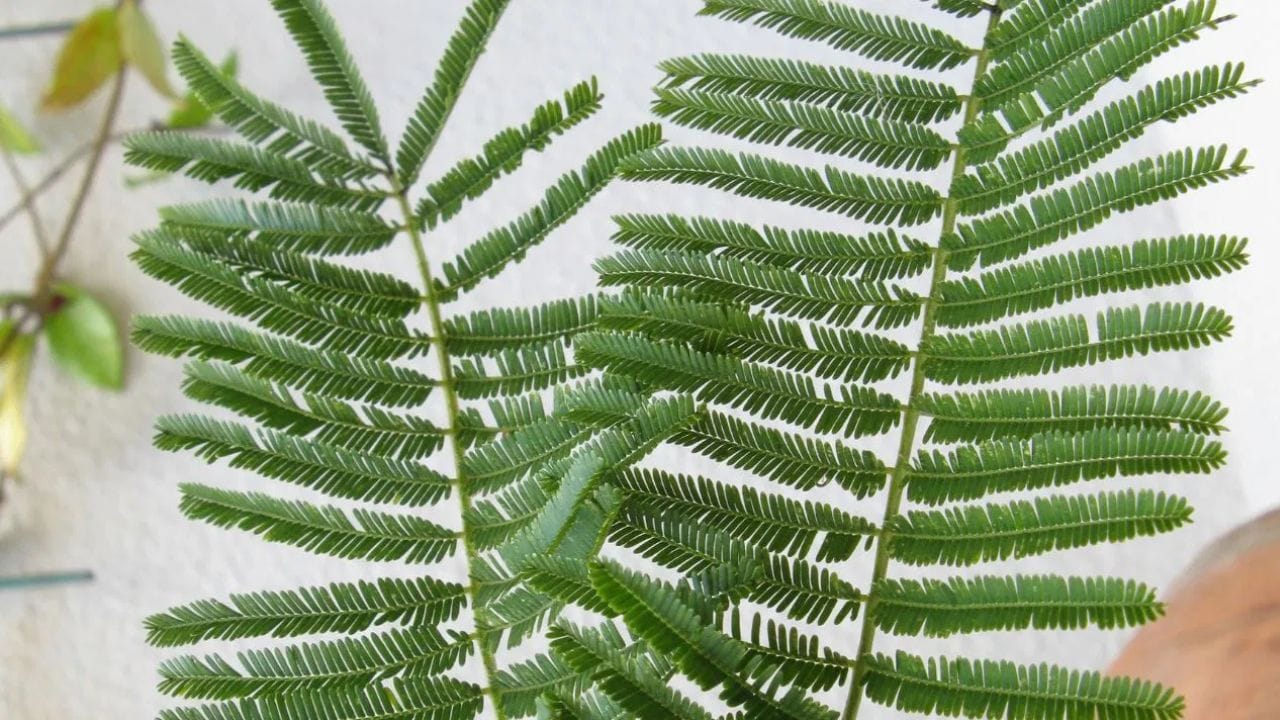 શમીનું વૃક્ષ કાંટાળું છે, અને તેને તમારા ઘરમાં લગાવવાથી સંબંધોમાં કડવાશ આવી શકે છે.