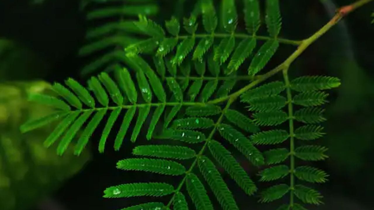 શમીના છોડને ક્યારેય ઘરમાં ન લગાવવા જોઈએ. આ છોડ ઘરમાં લગાવવાથી તમારા જીવન પર નકારાત્મક અસર પડી શકે છે.