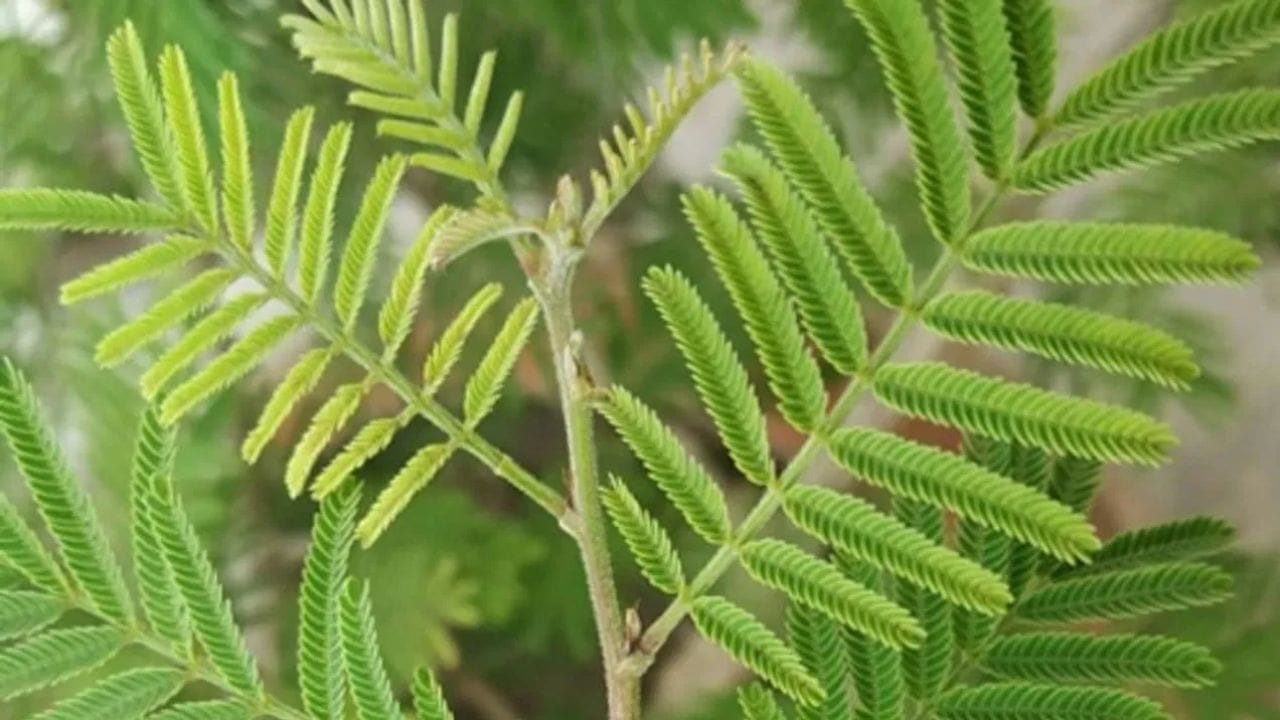 હિન્દુ શાસ્ત્રોમાં અમુક છોડની પૂજા કરવાનો ઉલ્લેખ છે, માનવામાં આવે છે કે તેમાં દેવતાઓનો વાસ હોય છે. શમી, કેળા, વડ, લીમડો, પીપળો જેવા ઘણા વૃક્ષો છે જેની પૂજા કરવામાં આવે છે. તેમાં પણ શિવજીને પ્રિય એવા  શમીના પાન જે મોટાભાગે શિવ મંદિરમાં લોકોને શિવલિંગ પર ચઢાવતા જોયા છે. 