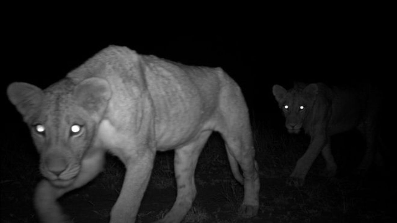 જોકે ઘુવડ રાત્રે ખૂબ જ સ્પષ્ટ રીતે જોઈ શકે છે. તેમની આંખોમાં ટેપેટમ લ્યુસિડમ હોતું નથી. તેની આંખો ખૂબ મોટી હોય છે અને તેમાં ખાસ કોષો હોય છે જે ખૂબ ઓછા પ્રકાશમાં પણ સારી રીતે કાર્ય કરે છે.