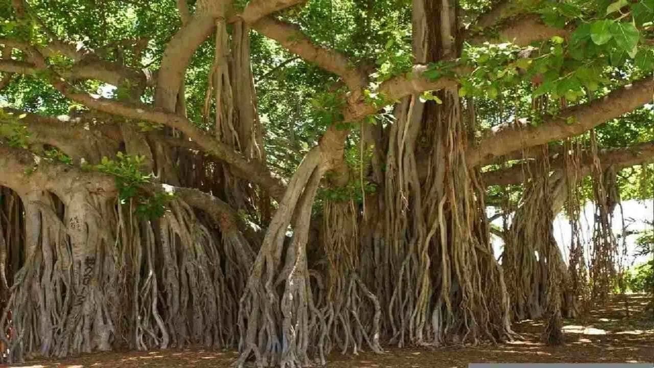 Pitru Paksha 2025: શ્રાદ્ધ પક્ષમાં આ વૃક્ષોની કરો પૂજા, પિતૃઓના મળશે ...