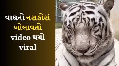 Viral Video :  તમે ક્યારેય વાઘને નસકોરા બોલાવતો જોયો છે? જુઓ આ સુંદર Video