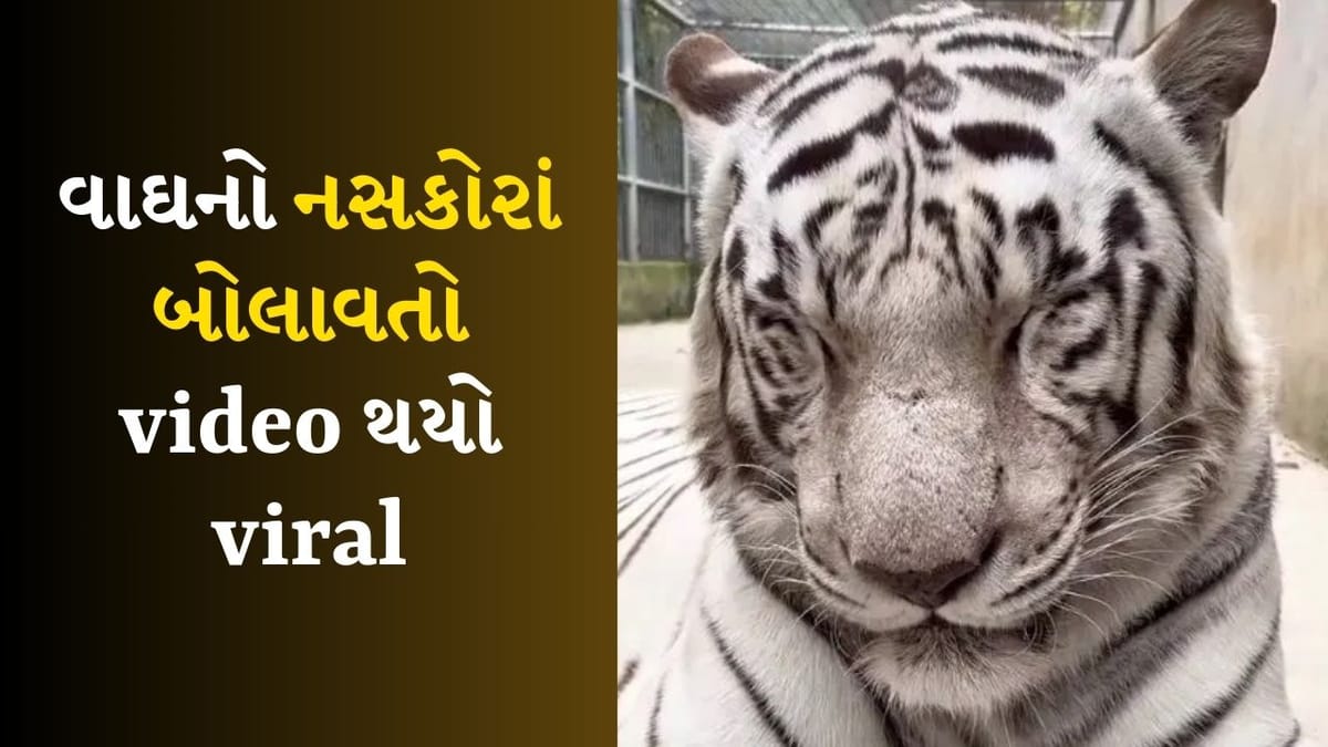 Viral Video :  તમે ક્યારેય વાઘને નસકોરા બોલાવતો જોયો છે? જુઓ આ સુંદર Video