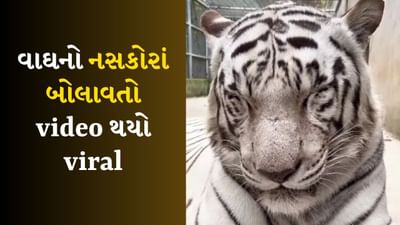 Viral Video :  તમે ક્યારેય વાઘને નસકોરા બોલાવતો જોયો છે? જુઓ આ સુંદર Video