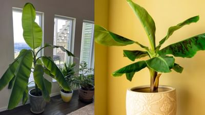 હિન્દુ ધર્મમાં, તુલસી પછી, કેળાના છોડને સૌથી શુભ છોડ માનવામાં આવે છે. કેળાના છોડને દેવતાઓના ગુરુ સાથે સંકળાયેલો માનવામાં આવે છે. દેશના કેટલાક પ્રદેશોમાં ગુરુવારે કેળાના છોડની પૂજા કરવાની પરંપરા છે. શુભ પ્રસંગો દરમિયાન કેળાના પાંદડાનો ઉપયોગ મંડપ અથવા કમાન બનાવવા માટે કરવામાં આવે છે. એવું કહેવાય છે કે ભગવાન વિષ્ણુ અને દેવી લક્ષ્મી આ ઝાડમાં રહે છે. ત્યારે ચાલો જાણીએ કેળાનું ઝાડ ઘરમાં લગાવવાથી શું થાય છે