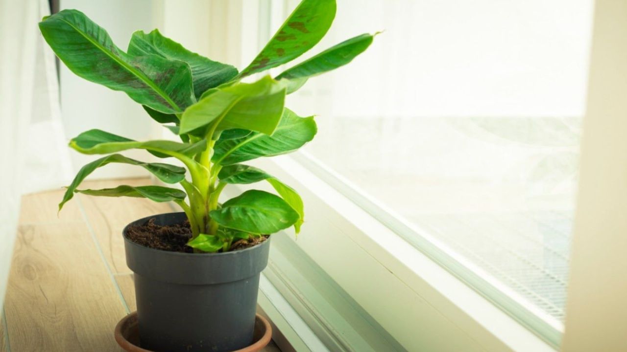 વાસ્તુ અનુસાર, તમારા ઘરમાં કેળાનો છોડ લગાવવાથી સકારાત્મક ઉર્જા આવે છે અને તમારી નાણાકીય સ્થિતિ મજબૂત બને છે. વાસ્તુ અનુસાર તમારા ઘરમાં કેળાનો છોડ લગાવવાના ફાયદાઓ વિશે જાણો.