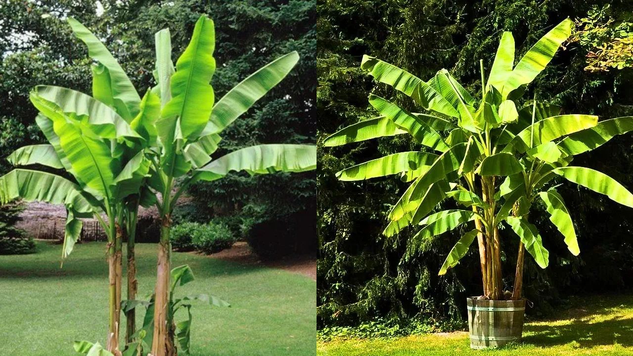 વાસ્તુ અનુસાર, કેળાનો છોડ નાણાકીય સમસ્યાઓ દૂર કરે છે અને નાણાકીય સ્થિરતા પ્રદાન કરે છે.