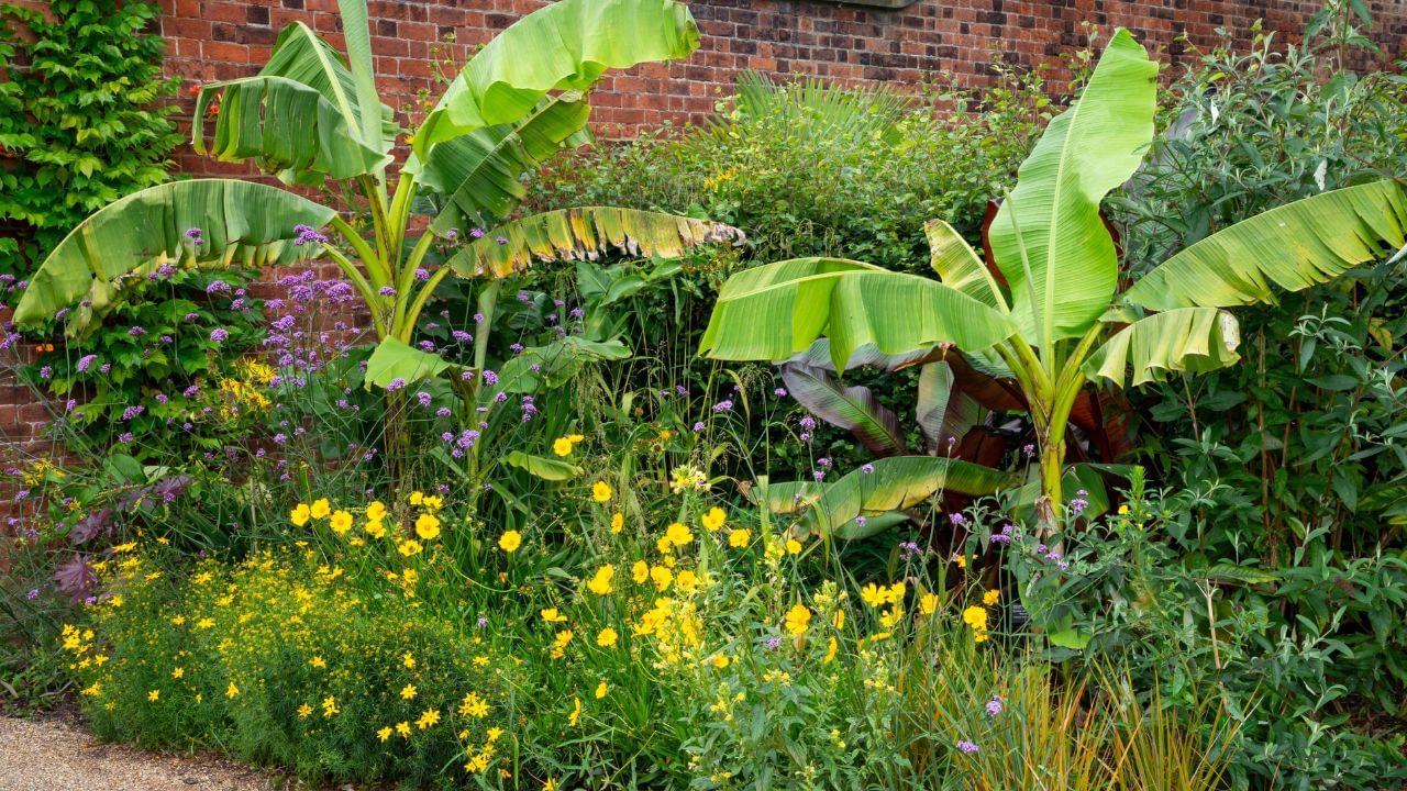 વાસ્તુ શાસ્ત્ર અનુસાર, ઉત્તર દિશામાં કેળાનો છોડ વાવવાને શુભ માનવામાં આવે છે. ઉત્તર દિશાને દેવતાઓની દિશા માનવામાં આવે છે. એવું માનવામાં આવે છે કે આ દિશામાં કેળાનો છોડ વાવવાથી સુખ અને સમૃદ્ધિ મળે છે.