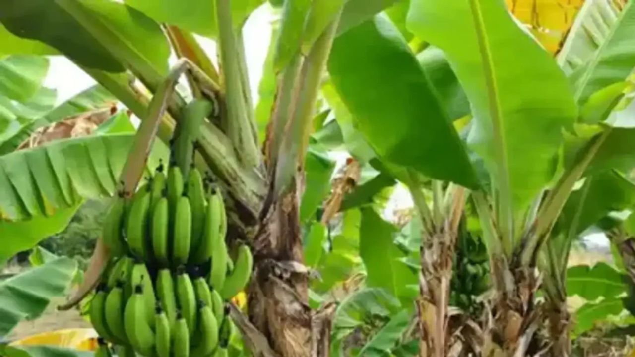 ભગવાન વિષ્ણુ કેળાના ઝાડમાં નિવાસ કરે છે તેવું માનવામાં આવે છે. એવું માનવામાં આવે છે કે કેળાના છોડની નિયમિત પૂજા કરવાથી બ્રહ્માંડના રક્ષક ભગવાન હરિના આશીર્વાદ મળે છે.