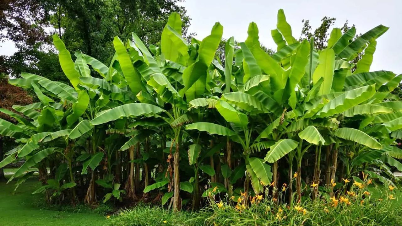 વાસ્તુ અનુસાર, કેળાના ઝાડની આસપાસ સકારાત્મક ઉર્જા ફરે છે. એવું કહેવાય છે કે આ તમારા ઘરમાં શાંતિ, સુખ અને સમૃદ્ધિ લાવે છે.