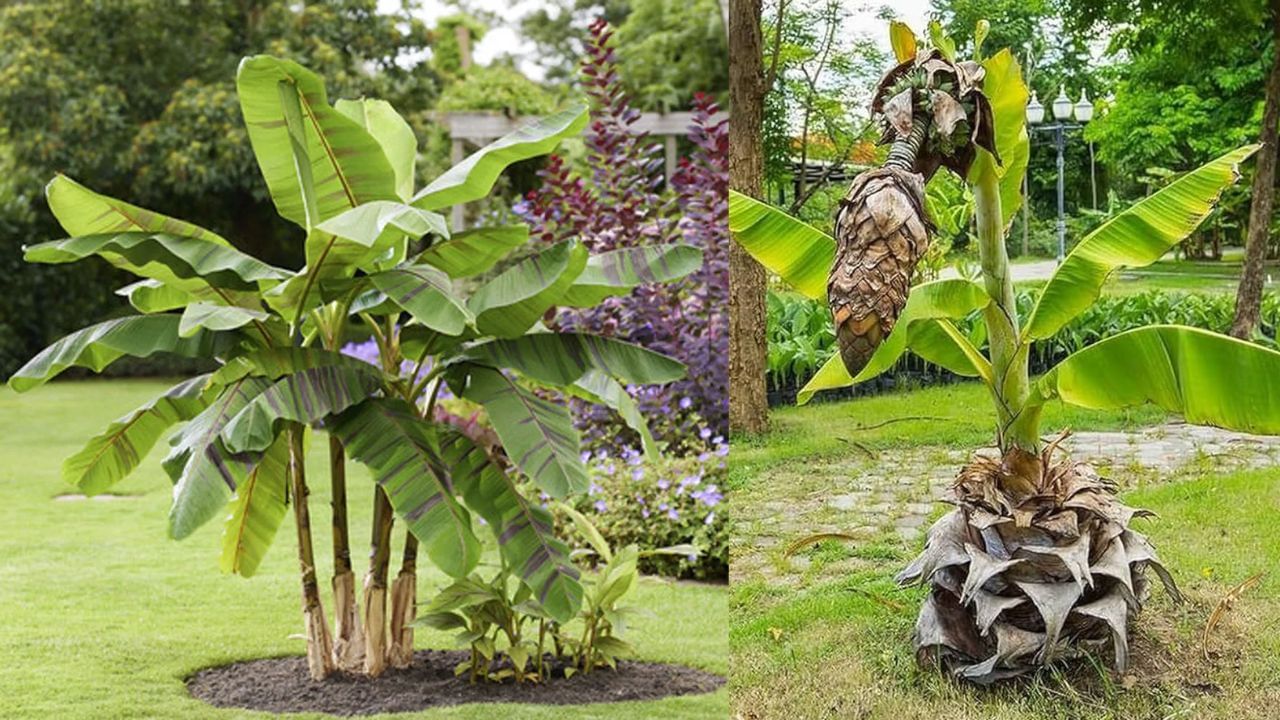 વાસ્તુશાસ્ત્ર અનુસાર, તમારા ઘરમાં કેળાનો છોડ લગાવવાથી ગુરુ ગ્રહ મજબૂત થાય છે અને તમારા લગ્ન જીવનમાં ખુશીઓ આવે છે.