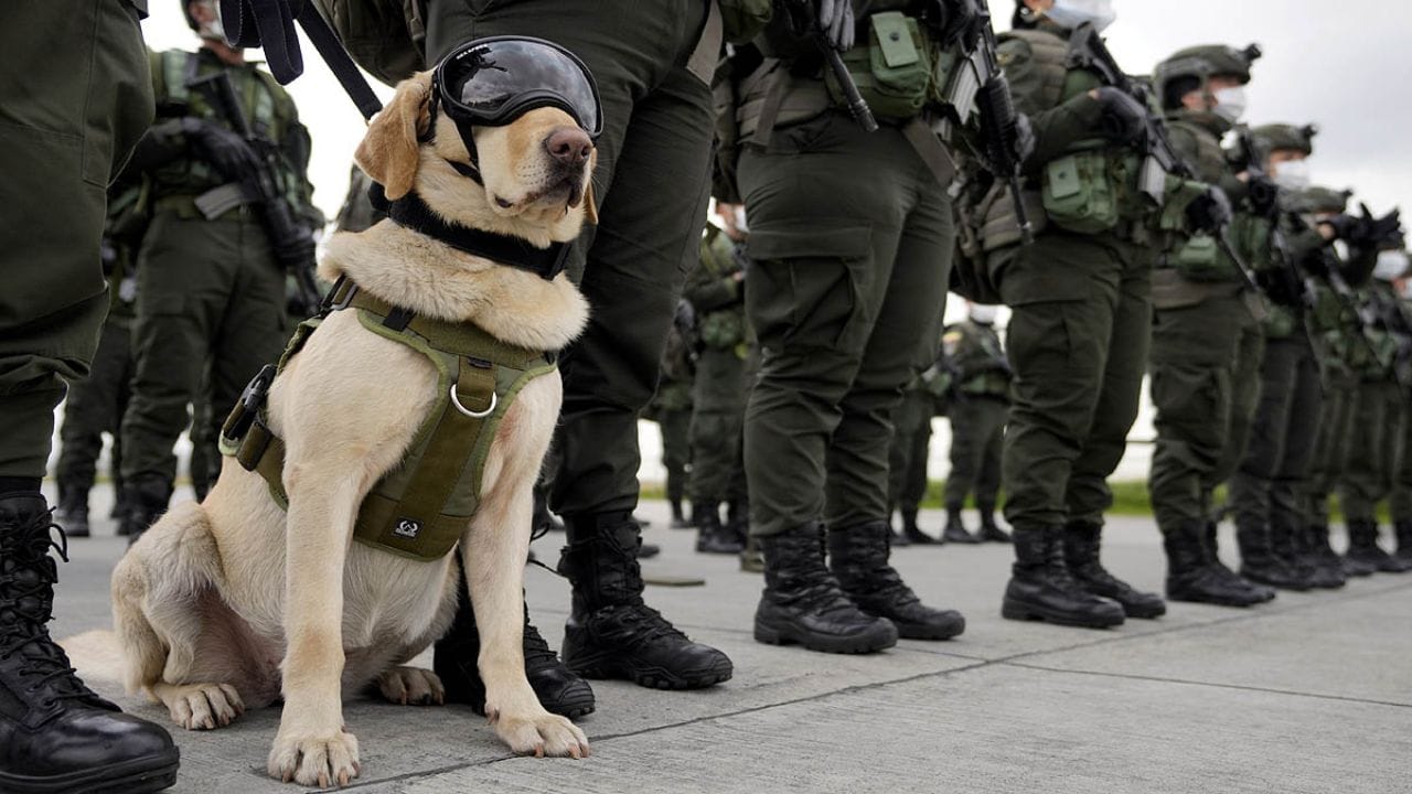 આ તાલીમમાં, કૂતરાઓની સાથે તેમના હેન્ડલર્સને પણ તાલીમ આપવામાં આવે છે જેથી તેમની વચ્ચે પરસ્પર સંકલન રહે. ભારતીય સેનાના ડોગ સ્ક્વોડ દ્વારા દેશને ઘણી વખત ગર્વની લાગણી થઈ છે.