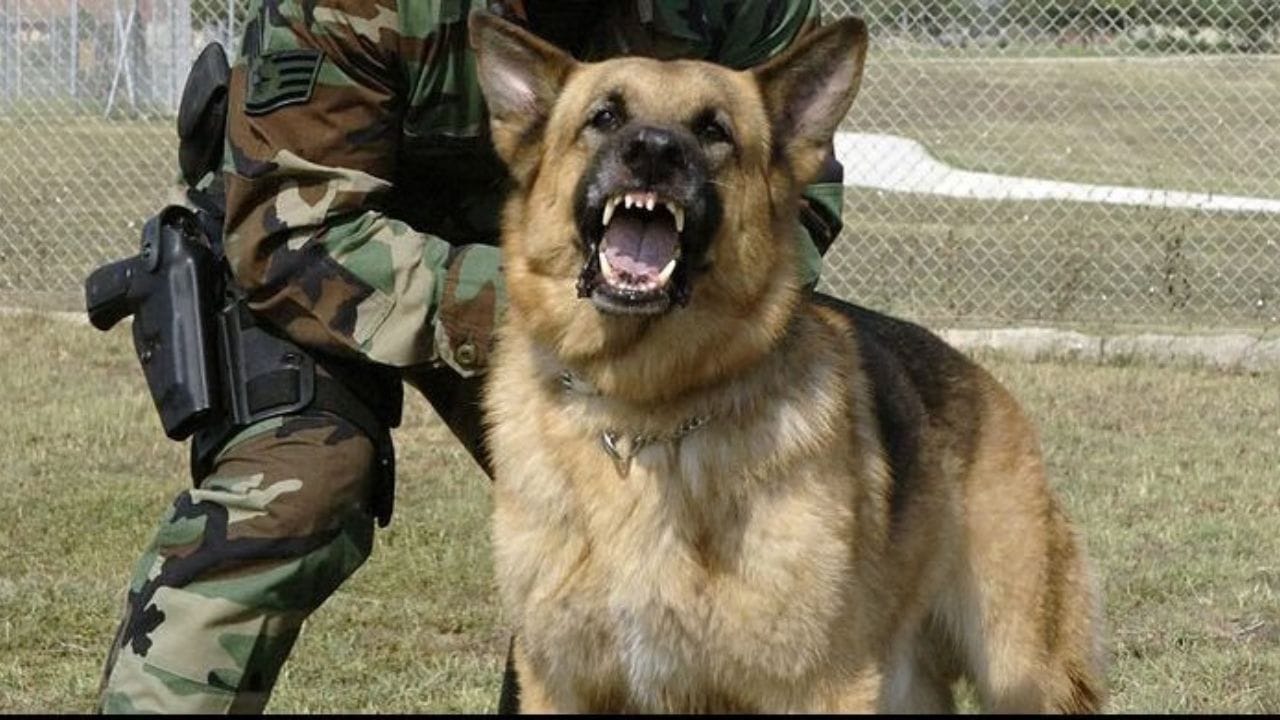 ભારતીય સેનાના કૂતરાઓને ઉત્તર પ્રદેશના મેરઠમાં રિમાઉન્ટ અને વેટરનરી કોર્પ્સ (RVC) સેન્ટરમાં તાલીમ આપવામાં આવે છે.